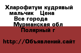 Хларофитум кудрявый мальчик › Цена ­ 30 - Все города  »    . Мурманская обл.,Полярный г.